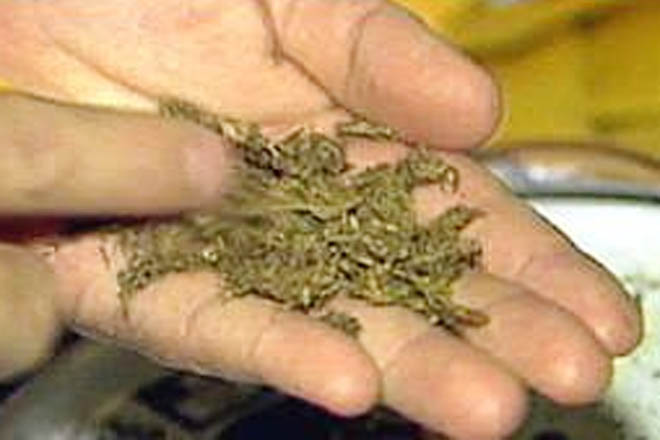 У жителя Баку обнаружено 4 килограммам марихуаны