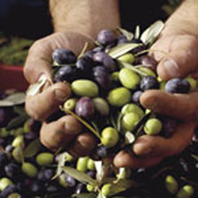 Azerbaijan increases areas for olive trees