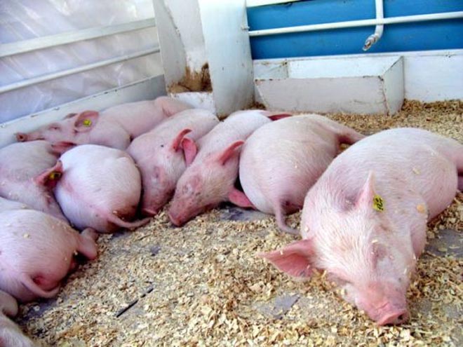 Residents of   Azerbaijani  Village Demand Compensation for Annihilation of Pigs