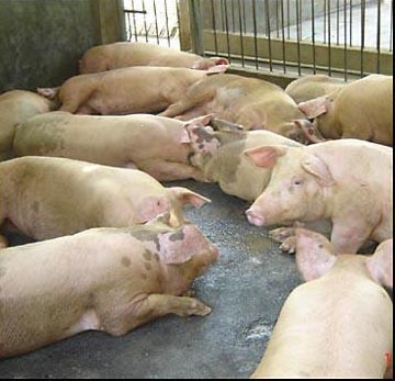German dioxin tests discover first pork contamination