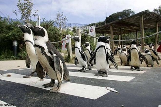 В Кейптауне построили переход для пингвинов