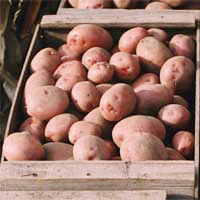 Министерство: В Грузии ожидается богатый урожай картофеля в 2020 году