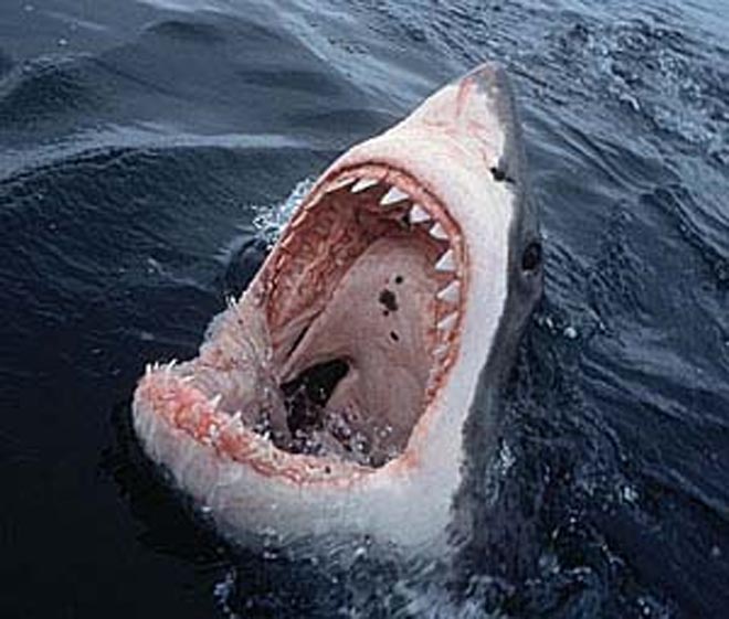 Austrian killed in shark attack in   Florida