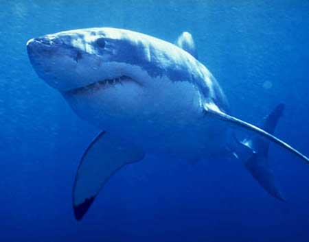 Dev Köpek Balığı: 2.5 Metre Boyunda !