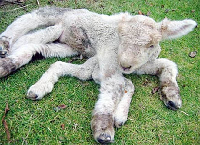 Six-legged bisexual lamb was born in Georgia