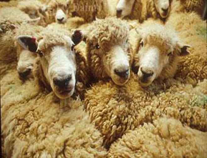 Жители Германии вывели на улицу даже овец, чтобы заблокировать поезд с ядерными отходами