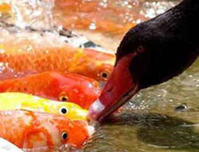 В китайском зоопарке лебедь усыновил стаю рыб
