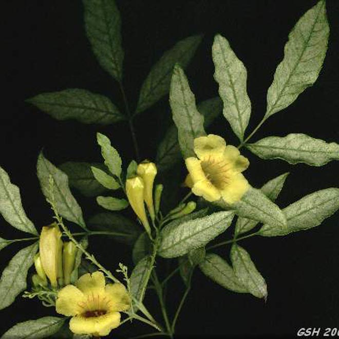 Ботаники советуют выращивать вьющиеся растения