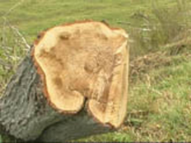 Компании, вырубившей деревья, предъявили счет