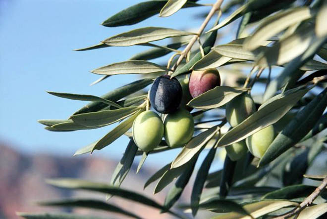 Будут посажены новые оливковые сады