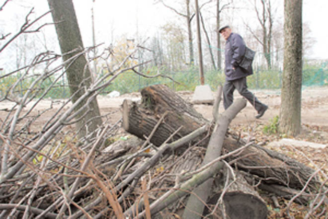 В Баку продолжают вырубать деревья