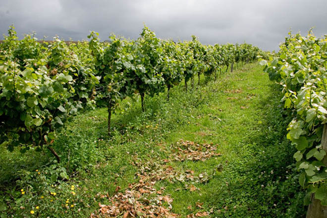 Возродится ли в Азербайджане виноградарство?