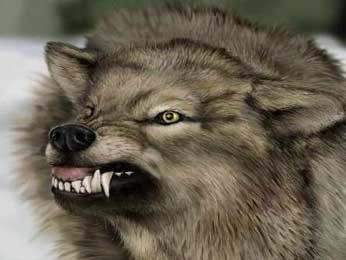 На участников реалити-шоу "Sinaq" в горах напали волки (ФОТО)