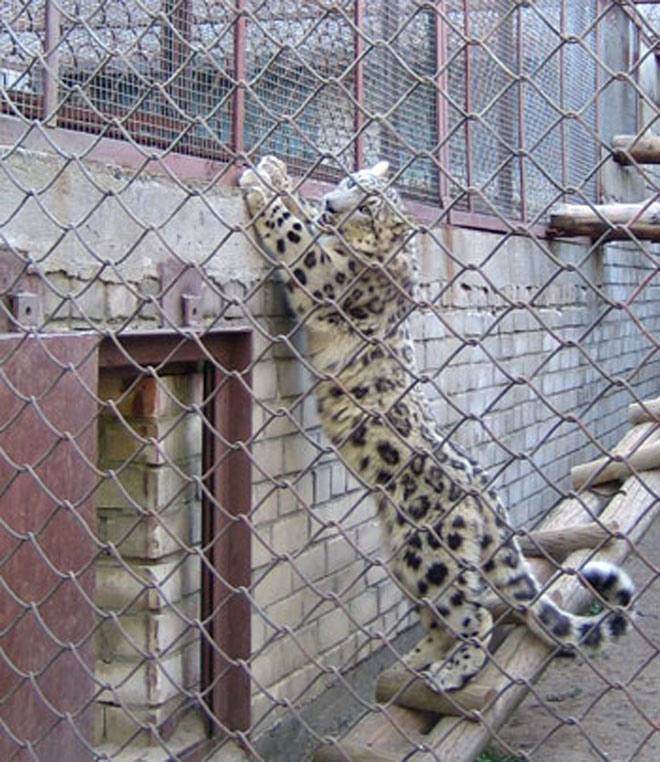 Обитатели бакинского зоопарка чувствуют себя в жару хорошо - администрация зверинца
