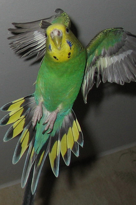 В Техасе попугай сказав "привет" вору, разбудил хозяина