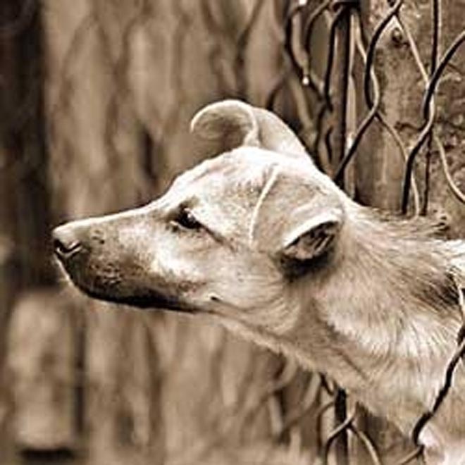 В Баку произошла жестокая бойня четырех тысяч бездомных собак