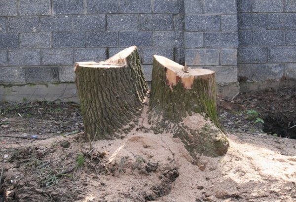 Illegal tree felling in Armenia due to expensive gas