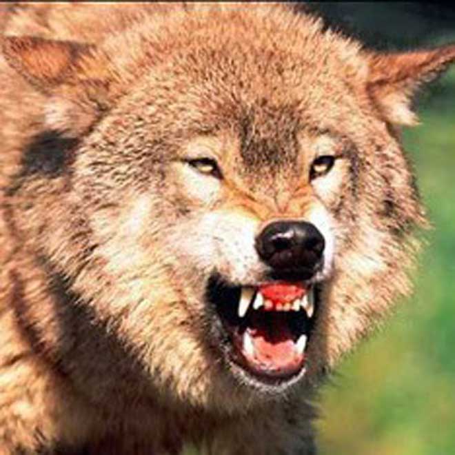 Первый азербайджанский "экшн" будет называться "Одинокий волк"?