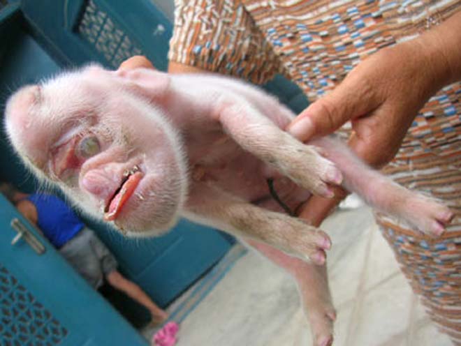В Китае свинья родила обезьяну