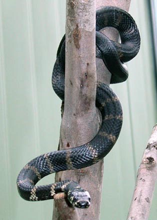 Three-metre anaconda terrifies Kazakh village