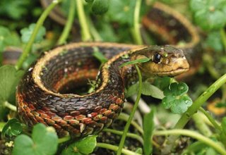 Институт зоологии Азербайджана прокомментировал информацию о появлении змей на бульваре