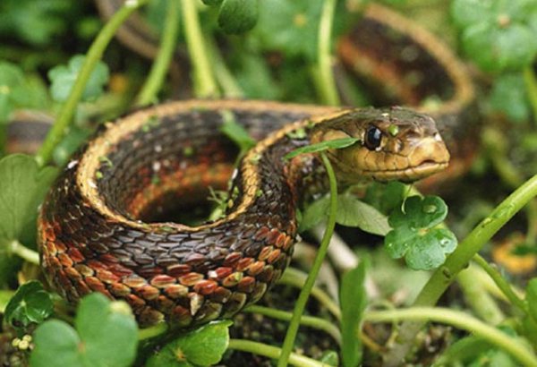 В Азербайджане предлагается организовать искусственное разведение змей