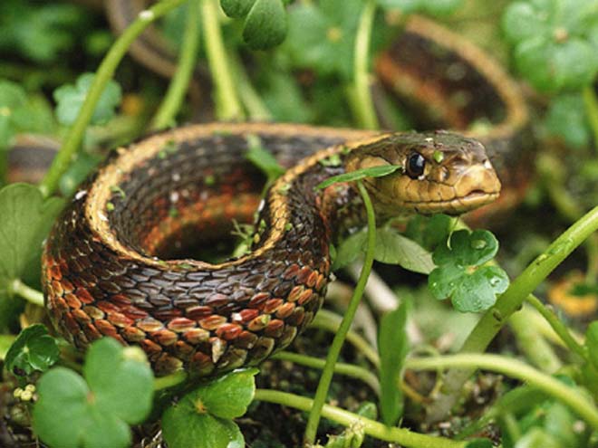 Azerbaijani rescued after snakebite in Georgia