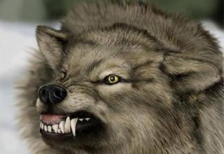 Волки напали на семерых жителей южного региона Азербайджана