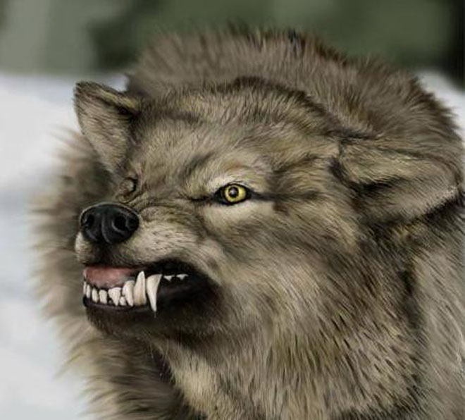 Волки напали на семерых жителей южного региона Азербайджана