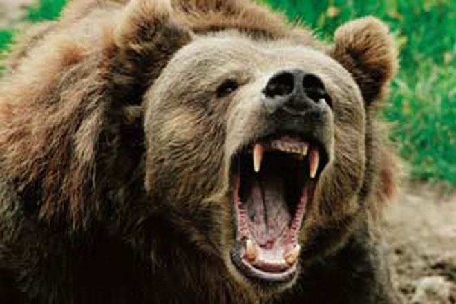 В Канаде турист с ножом сумел отбиться от нападения медведя гризли
