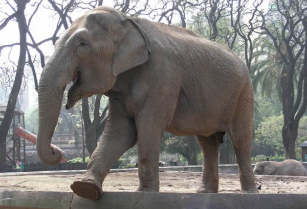 Ac fil bir nəfəri dişi ilə öldürdü