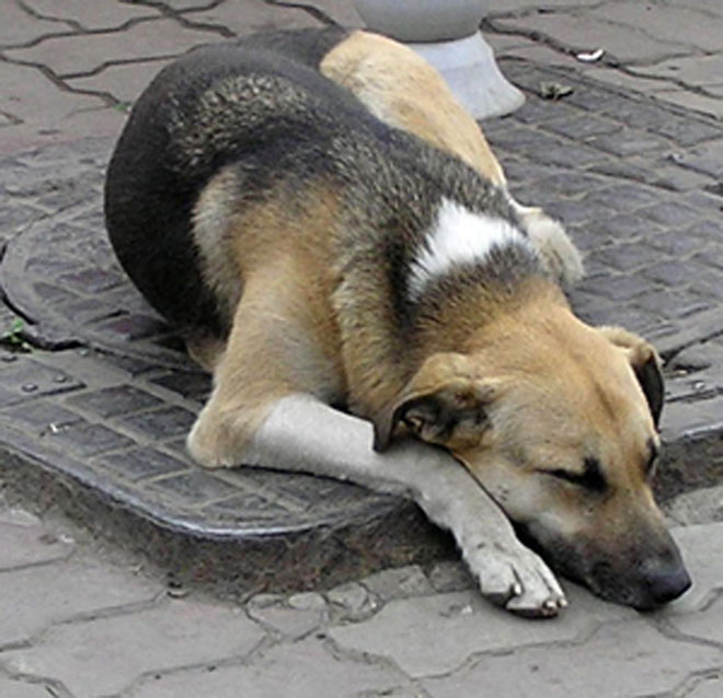 Ежегодно в Баку истребляют около 10 тысяч бездомных животных