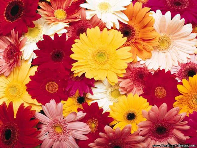 Голландская компания отправит в Испанию для болельщиков ЧМ тысячи цветов