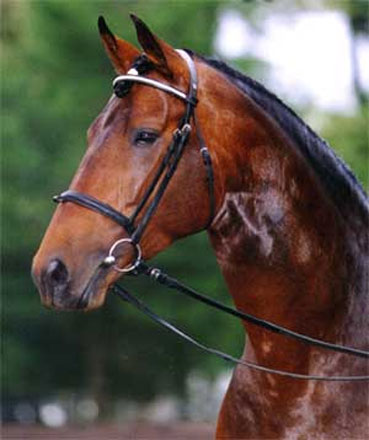 Rostov Monomah horse wins horse race for Russian president's prize