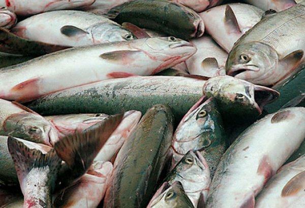 Парламент Азербайджана утвердил соглашение о региональной комиссии по рыбному хозяйству