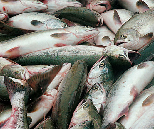 Mass fish death recorded in Caspian Sea