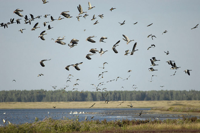 Mass bird death mystifies Swedish town