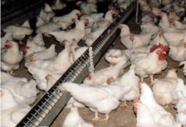 Казахстан признан страной свободной от птичьего гриппа