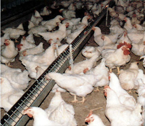 "Хлорированная" курятина из США продолжает поступать в РФ через страны таможенного союза