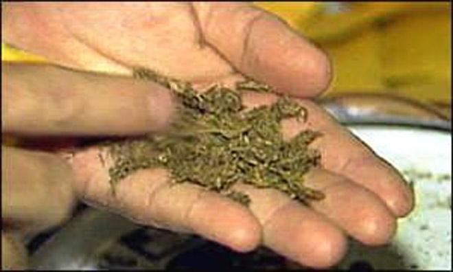 Задержание за марихуану семя конопли сорт lsd