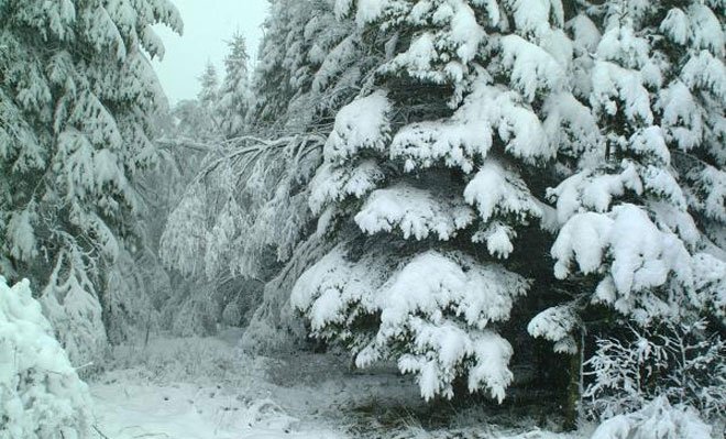 В Грузии из-за сильного снега ограничено движение на двух перевалах