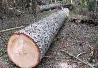 Возбуждены уголовные дела по факту незаконной вырубки деревьев в ряде районов Азербайджана