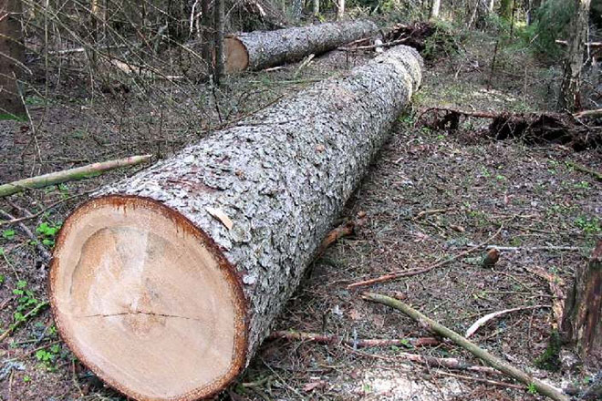 Возбуждены уголовные дела по факту незаконной вырубки деревьев в ряде районов Азербайджана