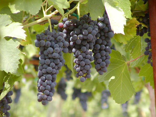 Iran ranked 11th as world's largest grape producer