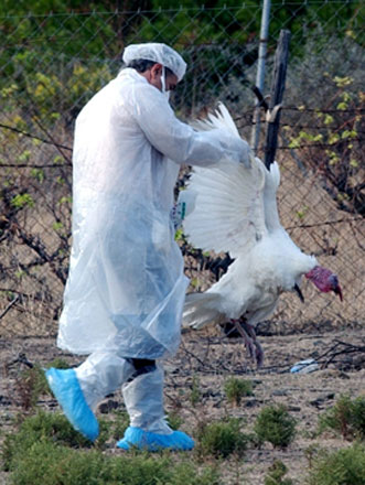 Мониторинги по птичьему гриппу в Азербайджане будут вестись до конца весны