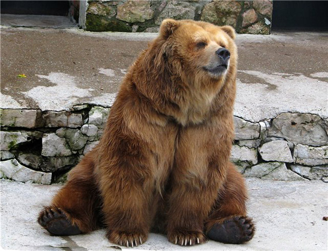 В Азербайджане из неволи вызволен еще один медведь