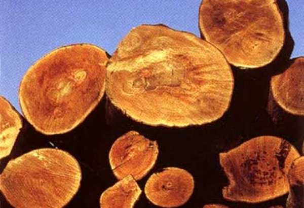 Снят запрет на экспорт лесоматериалов из Казахстана