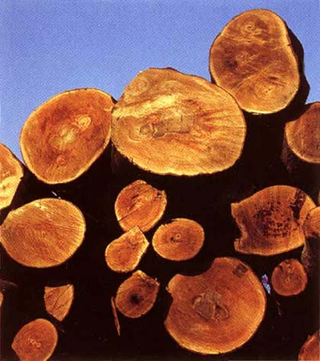Снят запрет на экспорт лесоматериалов из Казахстана