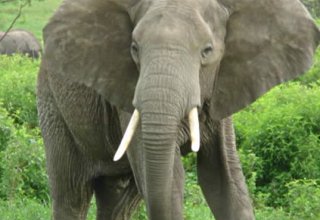 Hindistanda 15 nəfəri öldürən fil güllələnib