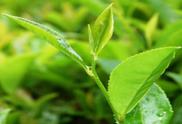 Azerbaijani tea producer significantly increases plantation area
